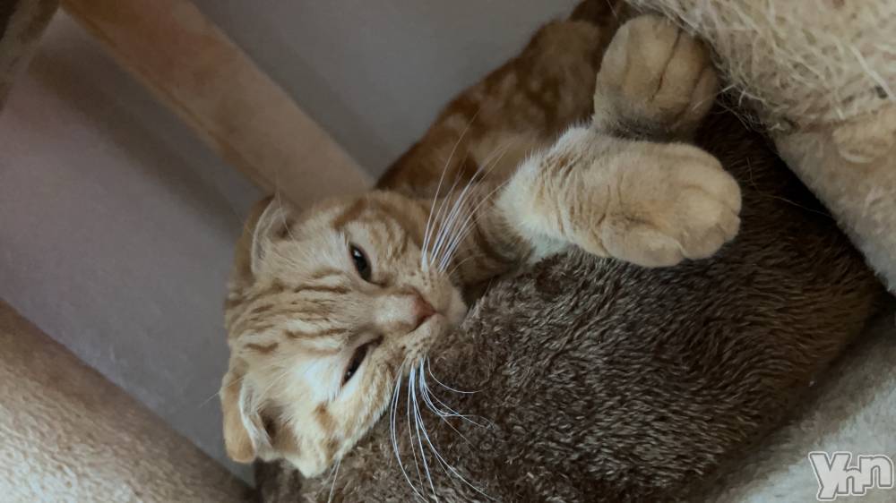 ���ܥ���Х��顦�����CLUB HEARTS(����֥ϡ���) ��������12��27���̥�֥�����🐈��