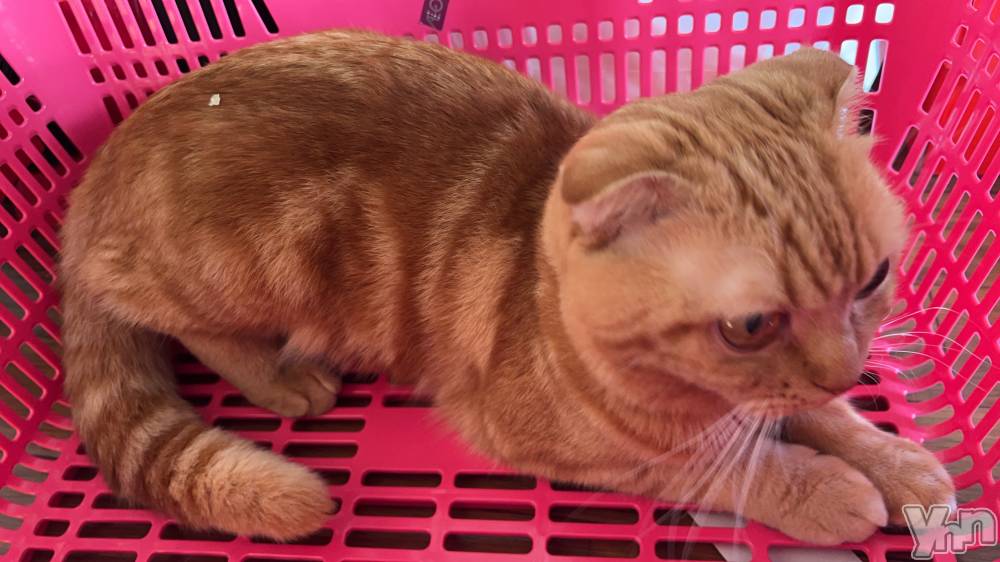 ���ܥ���Х��顦�����CLUB HEARTS(����֥ϡ���) ��������1��9���̥�֥����֥�����