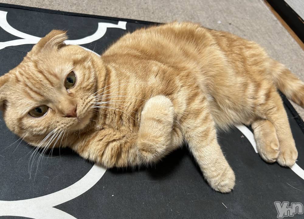 ���ܥ���Х��顦�����CLUB HEARTS(����֥ϡ���) ��������4��19���̥�֥����֤���😭🐈��