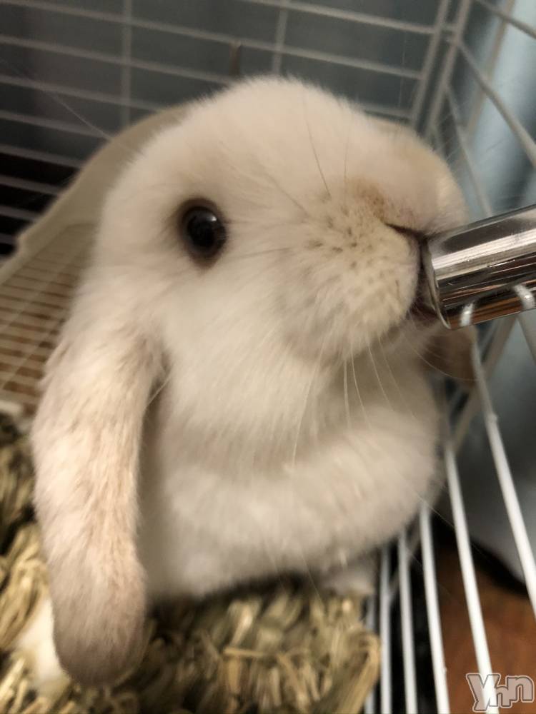 ���ܥ���Х��顦�����CLUB HEARTS(����֥ϡ���) ��������5��3���̥�֥����֤����Ԥ��‪(/* ��ߡ� *)‬��