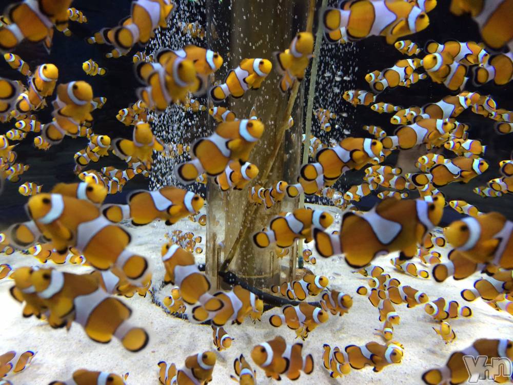 ���ܥ���Х��顦�����CLUB HEARTS(����֥ϡ���) ��������6��29���̥�֥�����ϵ( '��' )϶���ގ���