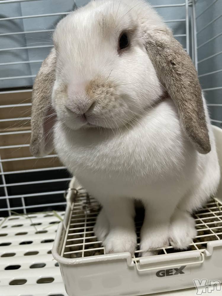 ���ܥ���Х��顦�����CLUB HEARTS(����֥ϡ���) ��������4��28���̥�֥����֤�դ��🐰��