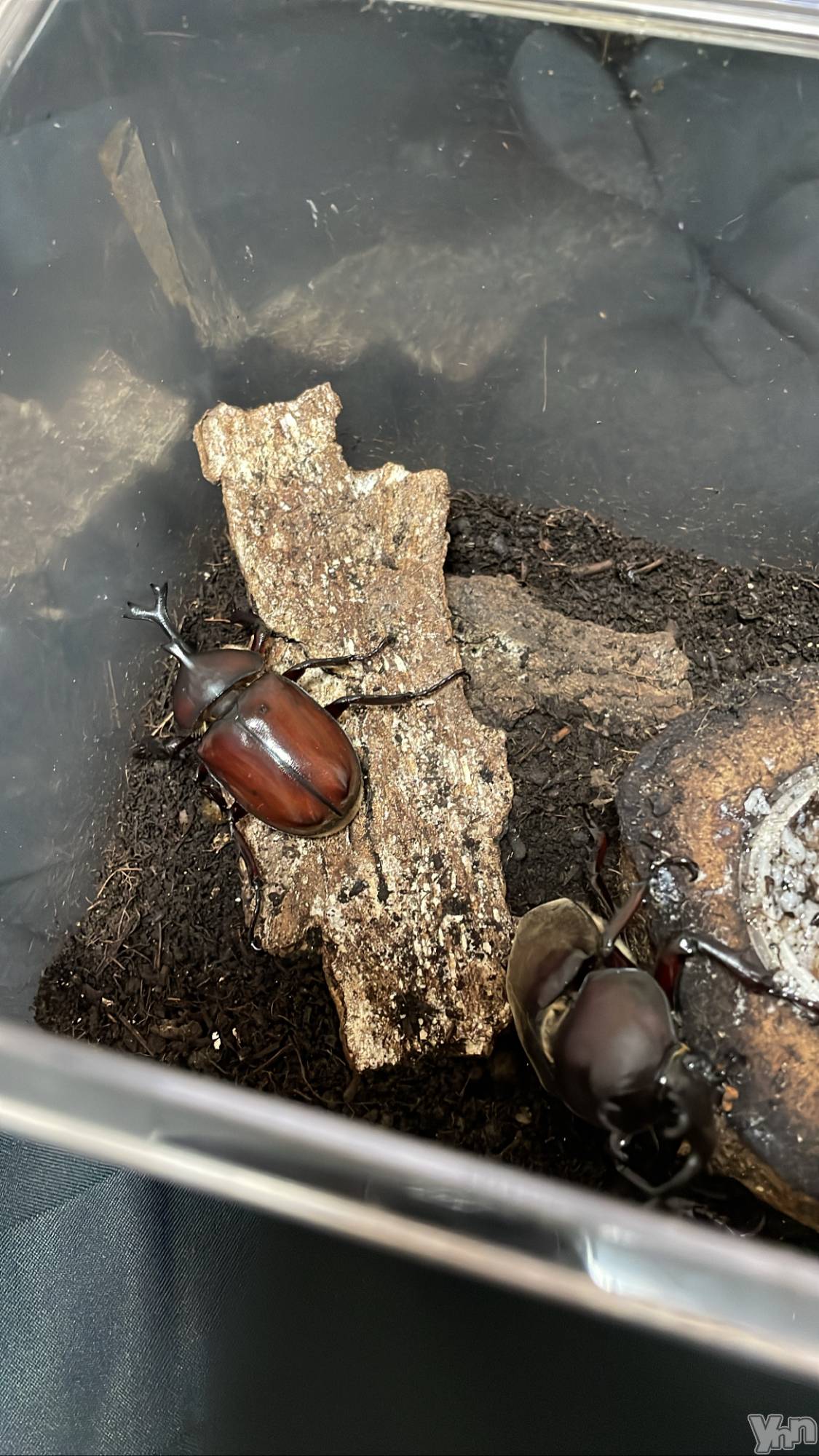 ���ܥ���Х��顦�����CLUB HEARTS(����֥ϡ���) ��2022ǯ8��23���̥�֥����֥��֥ȥॷ��