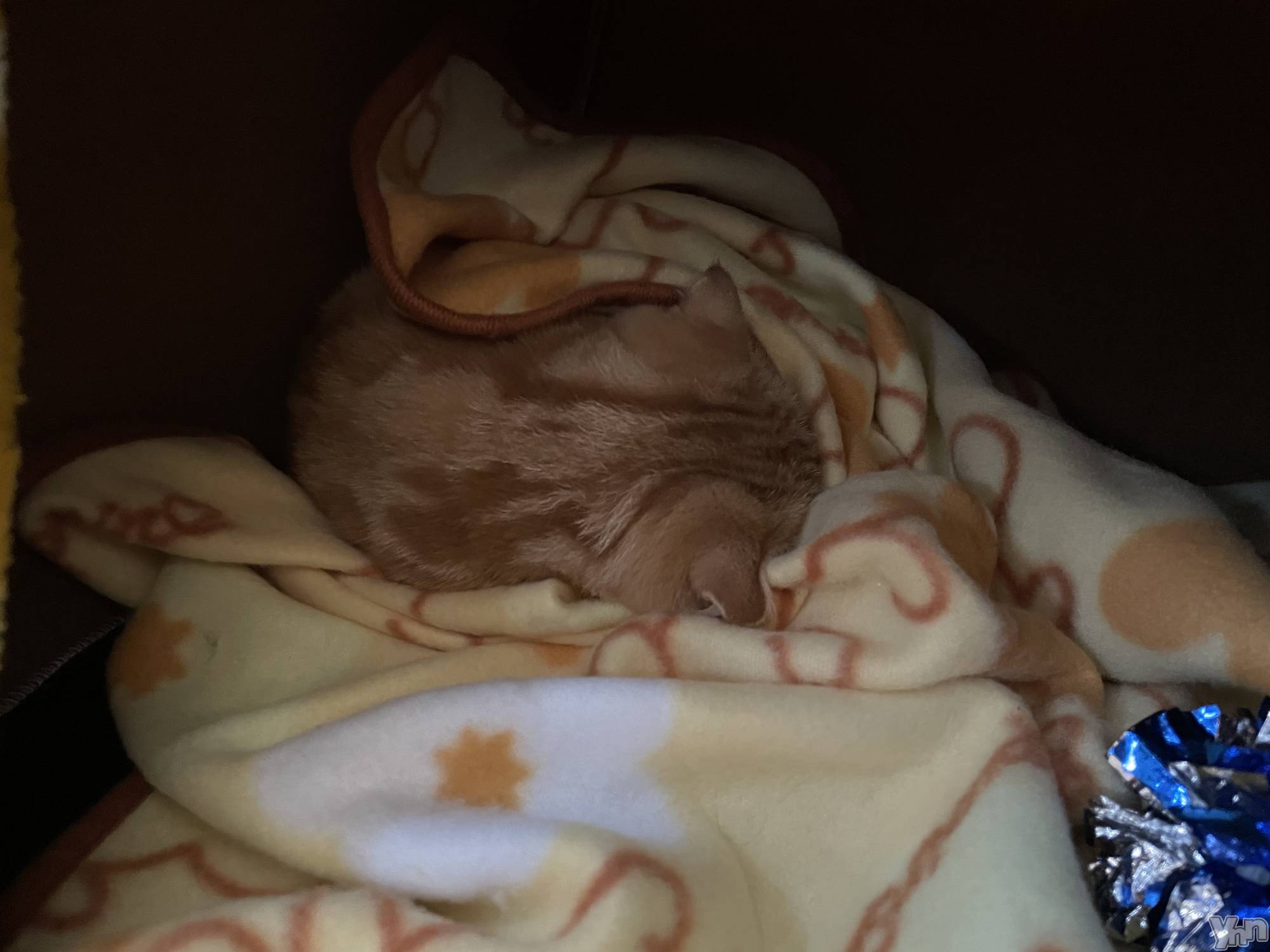 ���ܥ���Х��顦�����CLUB HEARTS(����֥ϡ���) ��2022ǯ12��10���̥�֥�����( ���꒳��� )ᐝ��