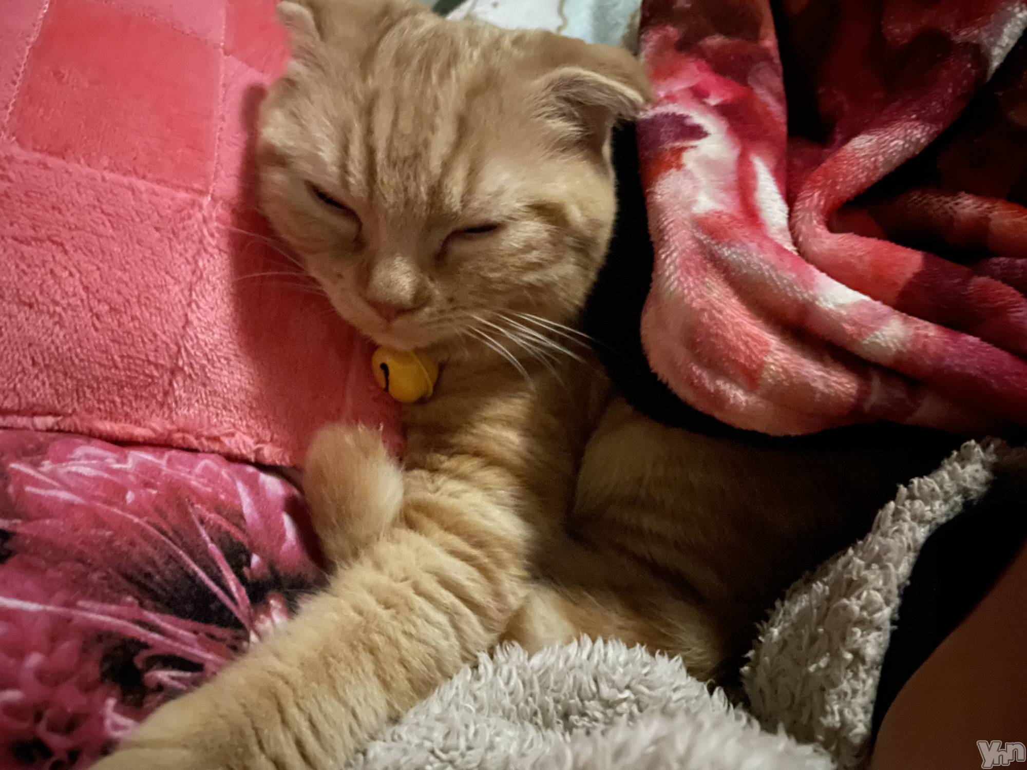 ���ܥ���Х��顦�����CLUB HEARTS(����֥ϡ���) ��2022ǯ12��18���̥�֥�����🙁🙁��