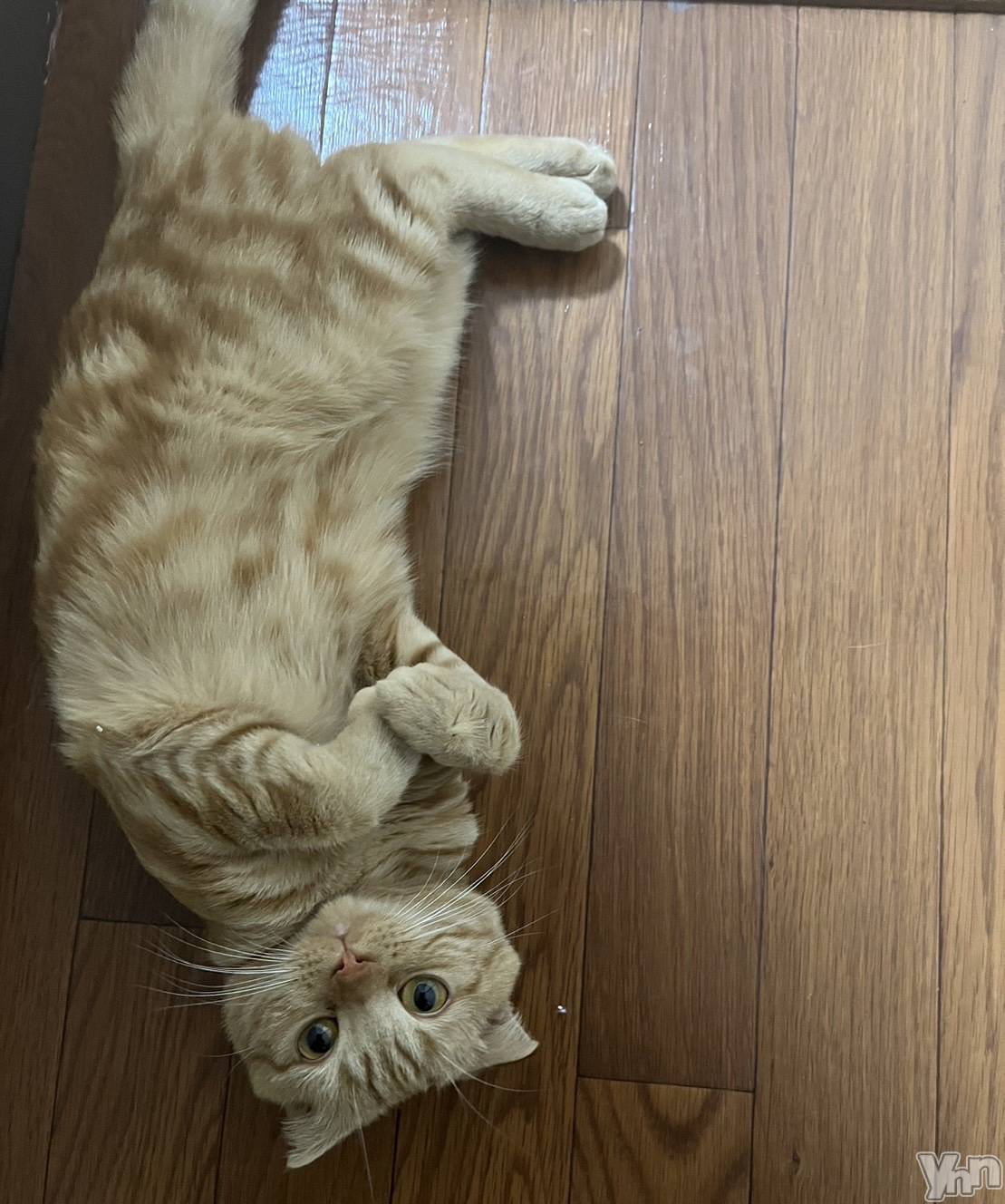 ���ܥ���Х��顦�����CLUB HEARTS(����֥ϡ���) ��2023ǯ6��6���̥�֥����֤��ǡ����