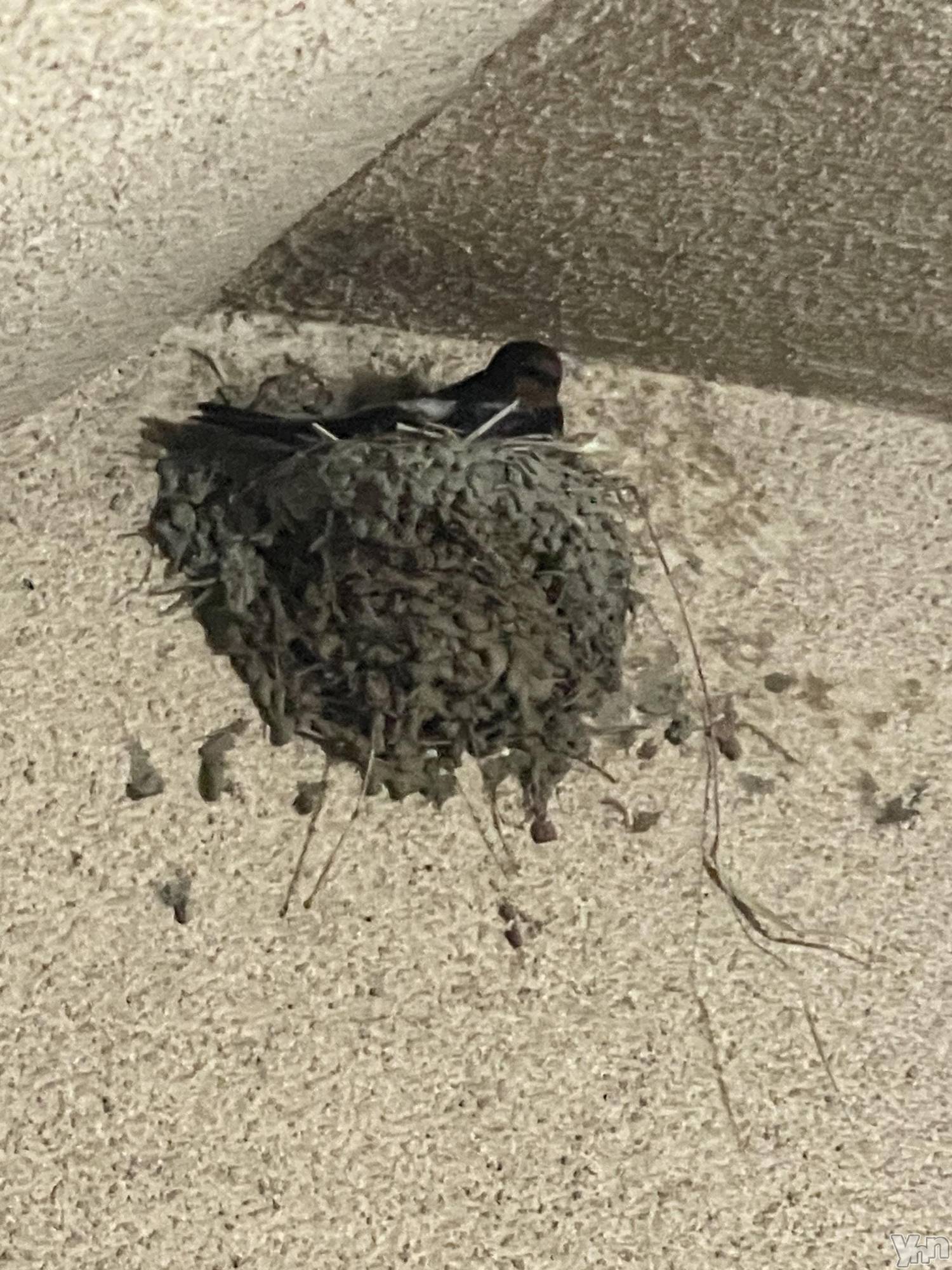 ���ܥ���Х��顦�����CLUB HEARTS(����֥ϡ���) ��2023ǯ6��25���̥�֥����֤Ԥä�🪽��