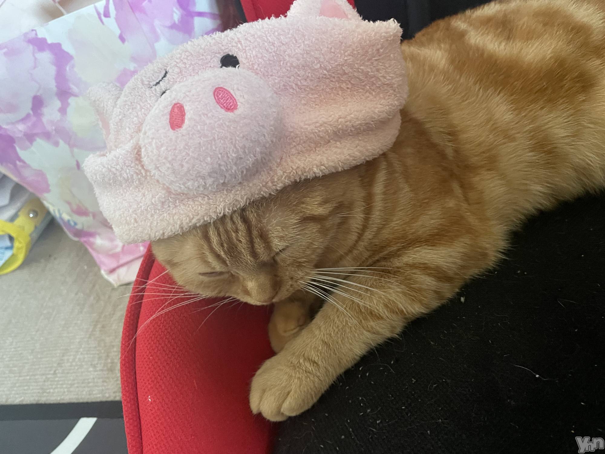 ���ܥ���Х��顦�����CLUB HEARTS(����֥ϡ���) ��2023ǯ7��13���̥�֥����֤֤��ͤ�🐷🐱��