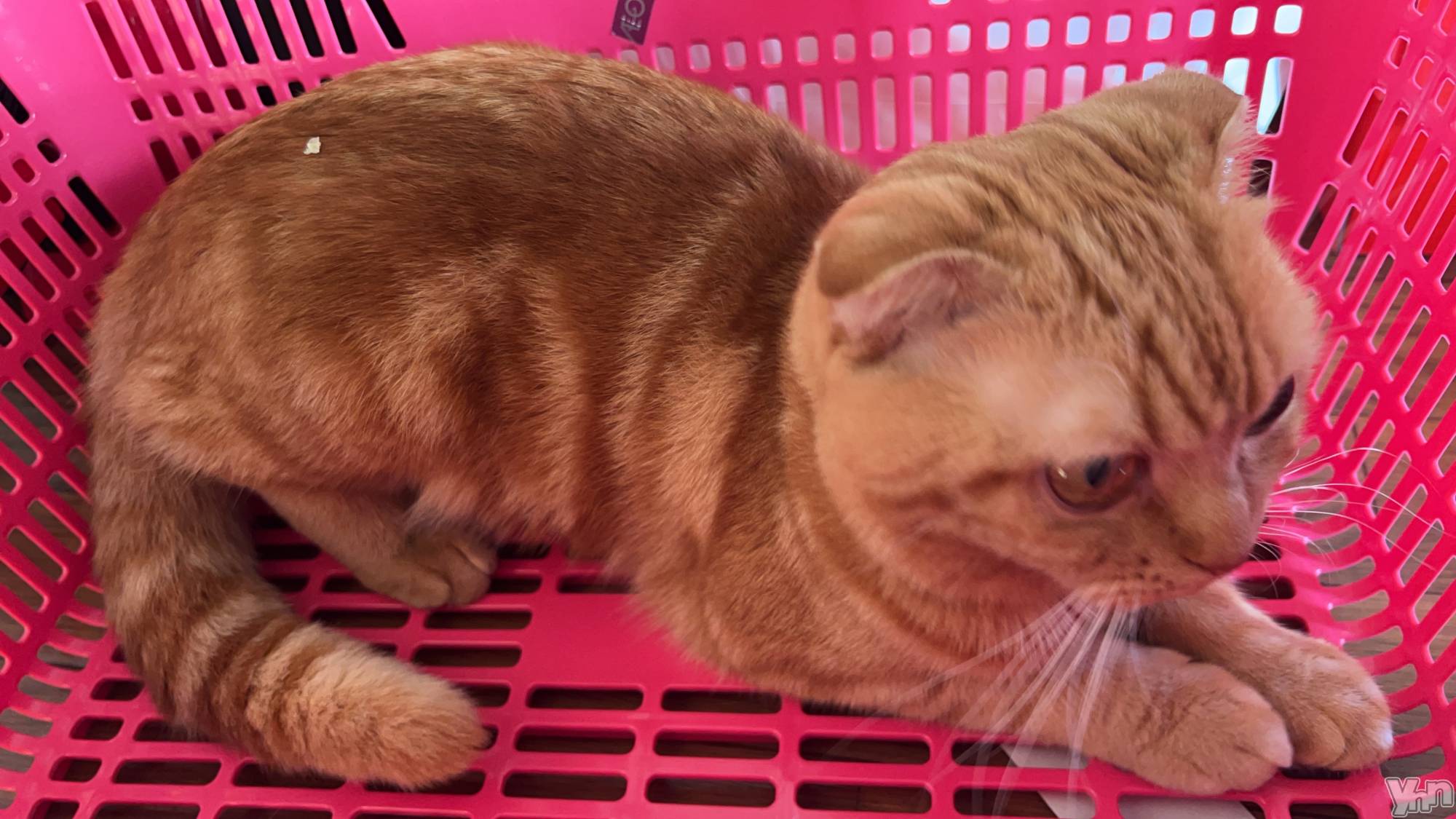 ���ܥ���Х��顦�����CLUB HEARTS(����֥ϡ���) ��2024ǯ1��9���̥�֥����֥�����