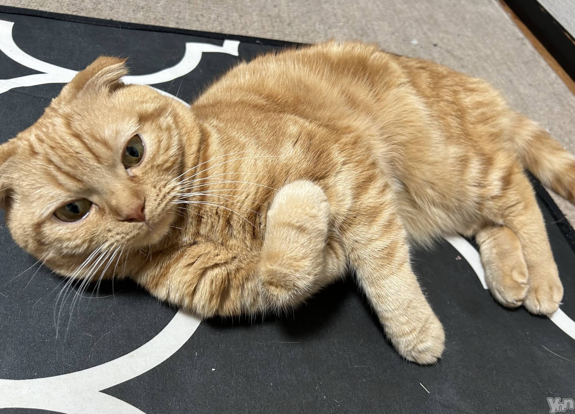 ���ܥ���Х��顦�����CLUB HEARTS(����֥ϡ���) ��2024ǯ4��19���̥�֥����֤���😭🐈��