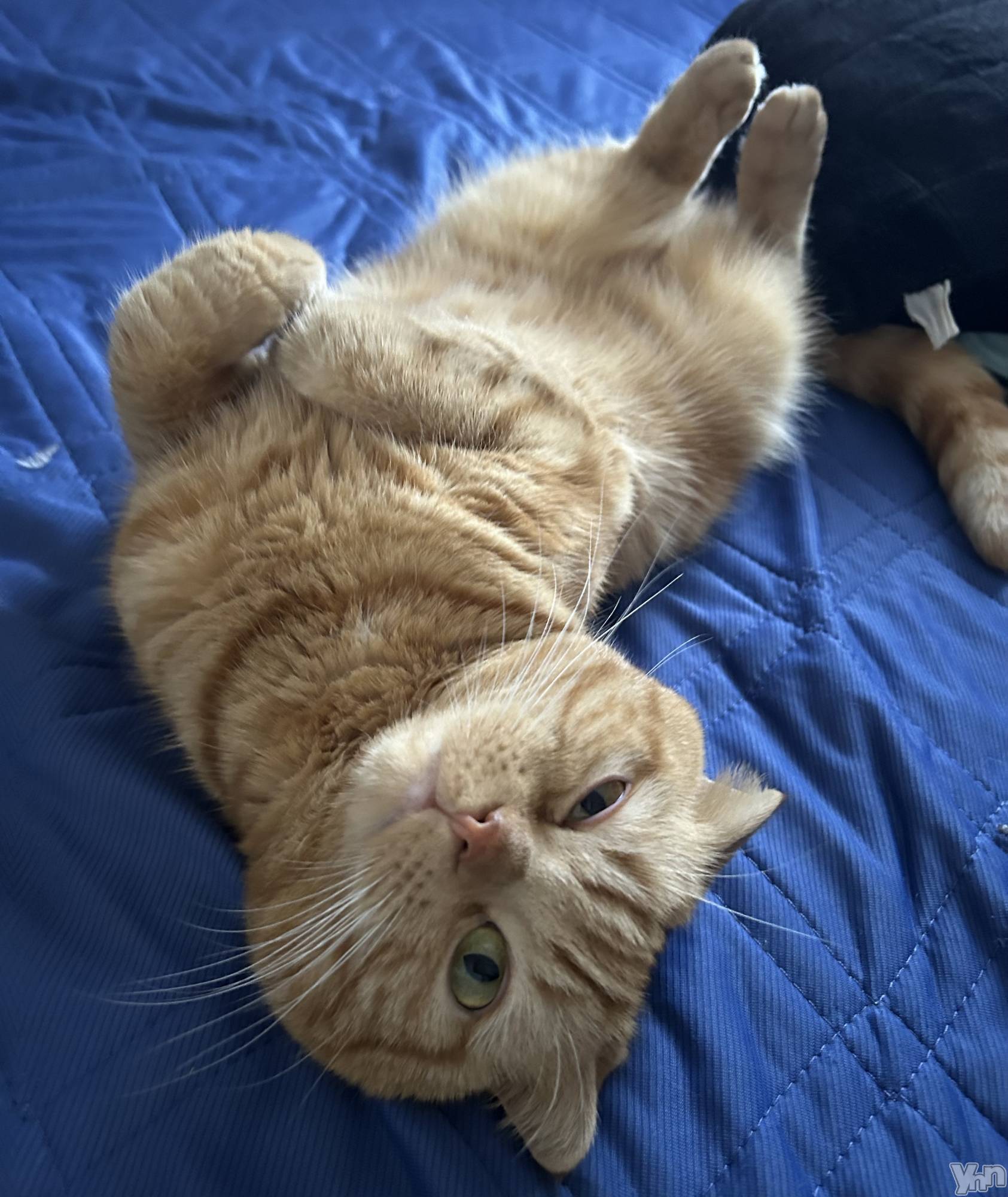 ���ܥ���Х��顦�����CLUB HEARTS(����֥ϡ���) ��2024ǯ11��18���̥�֥����֤䤹�ߤ�ߤ��