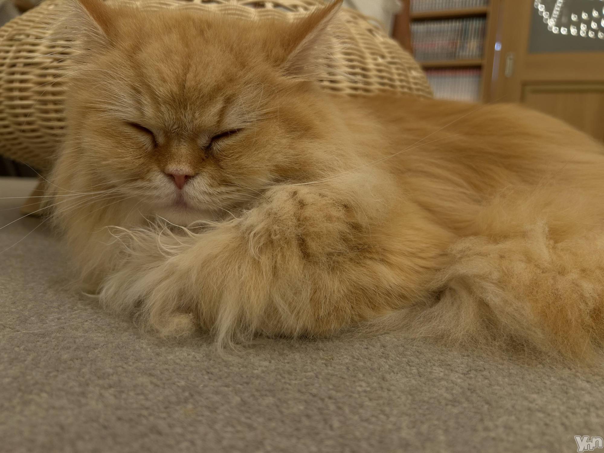 ���ܥ���Х��顦�����CLUB HEARTS(����֥ϡ���) ��2025ǯ9��16���̥�֥�����ǭ���ե���