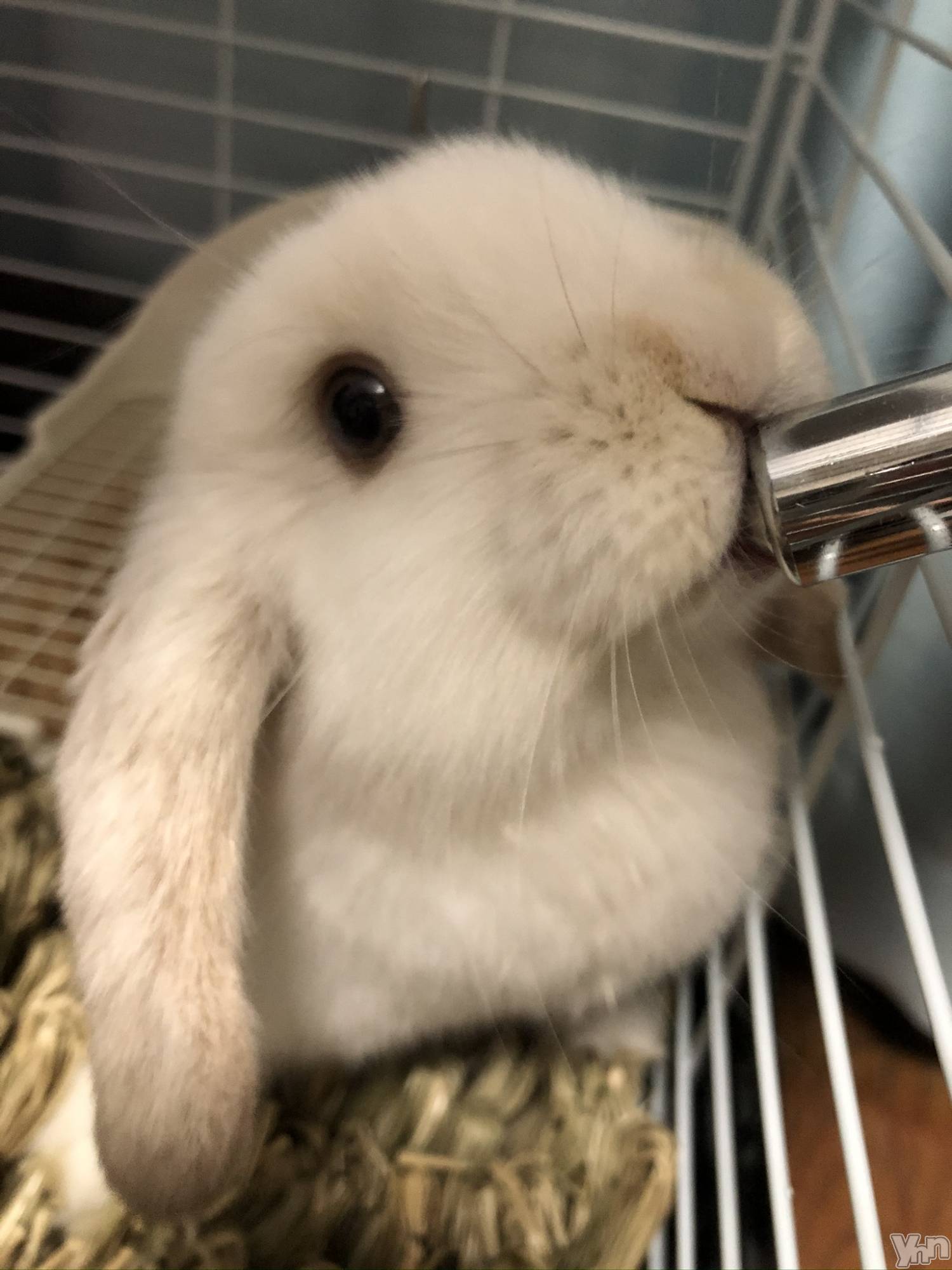 ���ܥ���Х��顦�����CLUB HEARTS(����֥ϡ���) ��2021ǯ5��3���̥�֥����֤����Ԥ��‪(/* ��ߡ� *)‬��