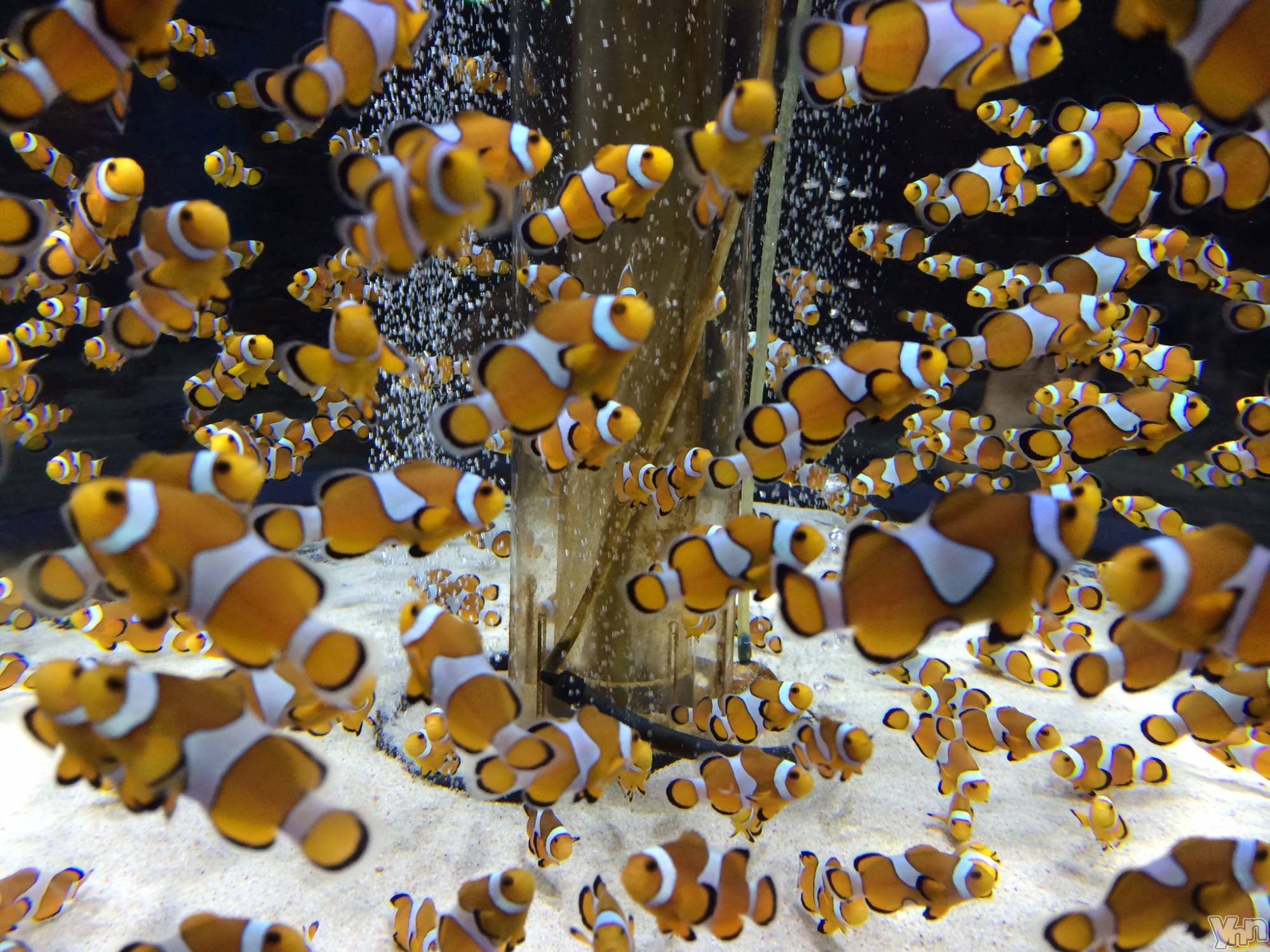 ���ܥ���Х��顦�����CLUB HEARTS(����֥ϡ���) ��2021ǯ6��29���̥�֥�����ϵ( '��' )϶���ގ���