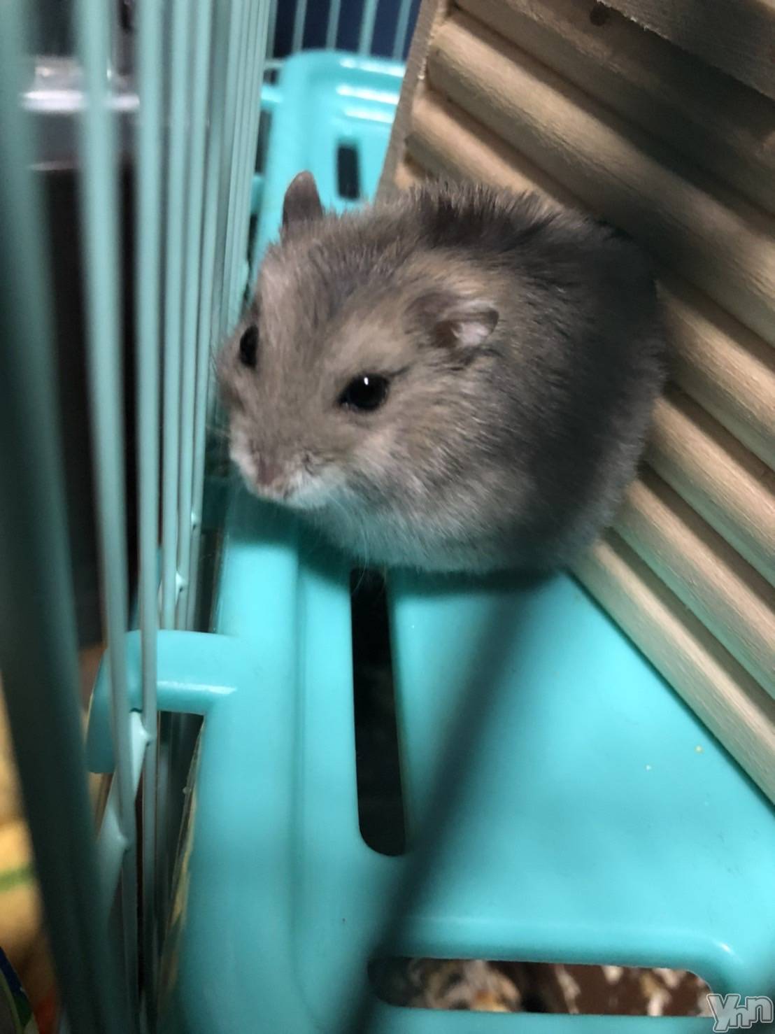 ���ܥ���Х��顦�����CLUB HEARTS(����֥ϡ���) ��2021ǯ11��26���̥�֥����֤��꤬�Ȥ���