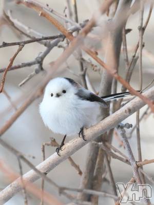 ���ܥ���Х��顦�����CLUB HEARTS(����֥ϡ���) ������(27)��11��24���̥�֥����֤Ϥޤ��