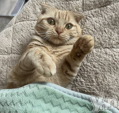 ���ܥ���Х��顦�����CLUB HEARTS(����֥ϡ���) ������(27)��5��26���̥�֥�����🐈⸒⸒⸒⸒��