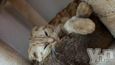 ���ܥ���Х��顦�����CLUB HEARTS(����֥ϡ���) ������(27)��12��27���̥�֥�����🐈��