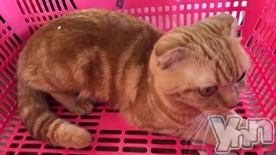 ���ܥ���Х��顦�����CLUB HEARTS(����֥ϡ���) ������(27)��1��9���̥�֥����֥�����