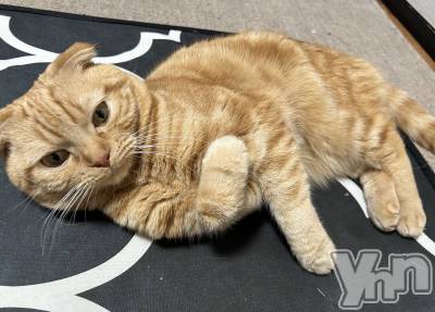 ���ܥ���Х��顦�����CLUB HEARTS(����֥ϡ���) ������(27)��4��19���̥�֥����֤���😭🐈��