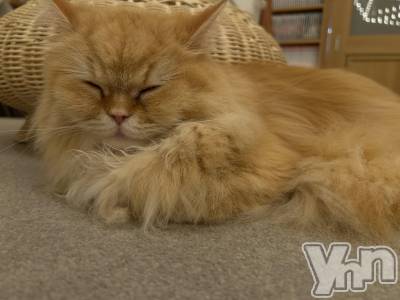 ���ܥ���Х��顦�����CLUB HEARTS(����֥ϡ���) ������(27)��9��16���̥�֥�����ǭ���ե���