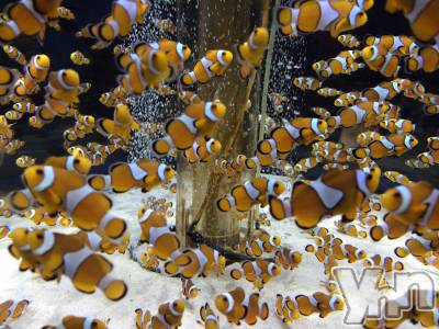 ���ܥ���Х��顦�����CLUB HEARTS(����֥ϡ���) ������(27)��6��29���̥�֥�����ϵ( '��' )϶���ގ���