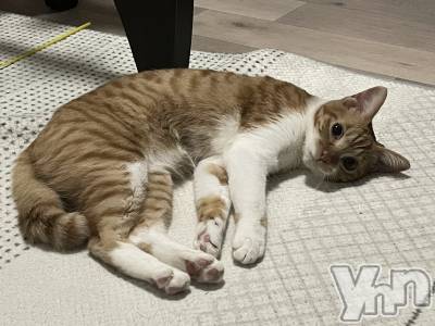 ���ܥ���Х��顦�����club EL Dorado(����֡�����ɥ��) �����Υԡ���ɱ�ޤ�(99)��3��16���̥�֥�����ǭ��