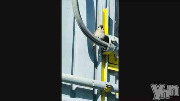 �ֲ��֤�����