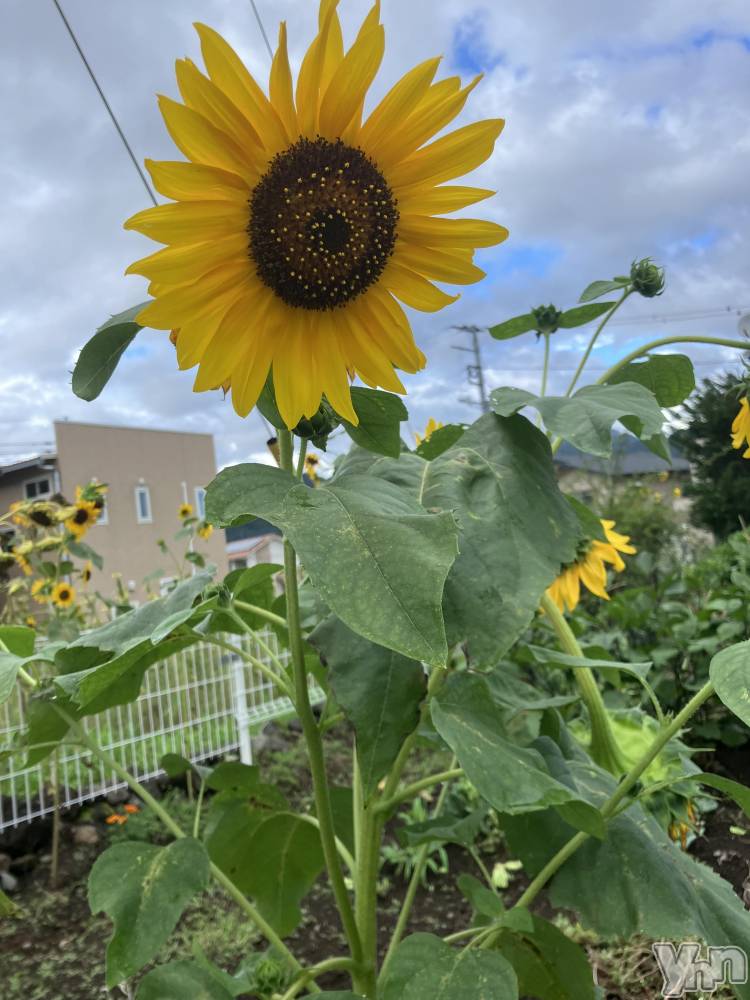 ���ܥ���Х��顦�����club RUDAN(����֥����) �椤��8��23���̥�֥����֡� ̗̀ 🌻  ̖́🌻  ̖́-🌻��🌻  ̖́-��