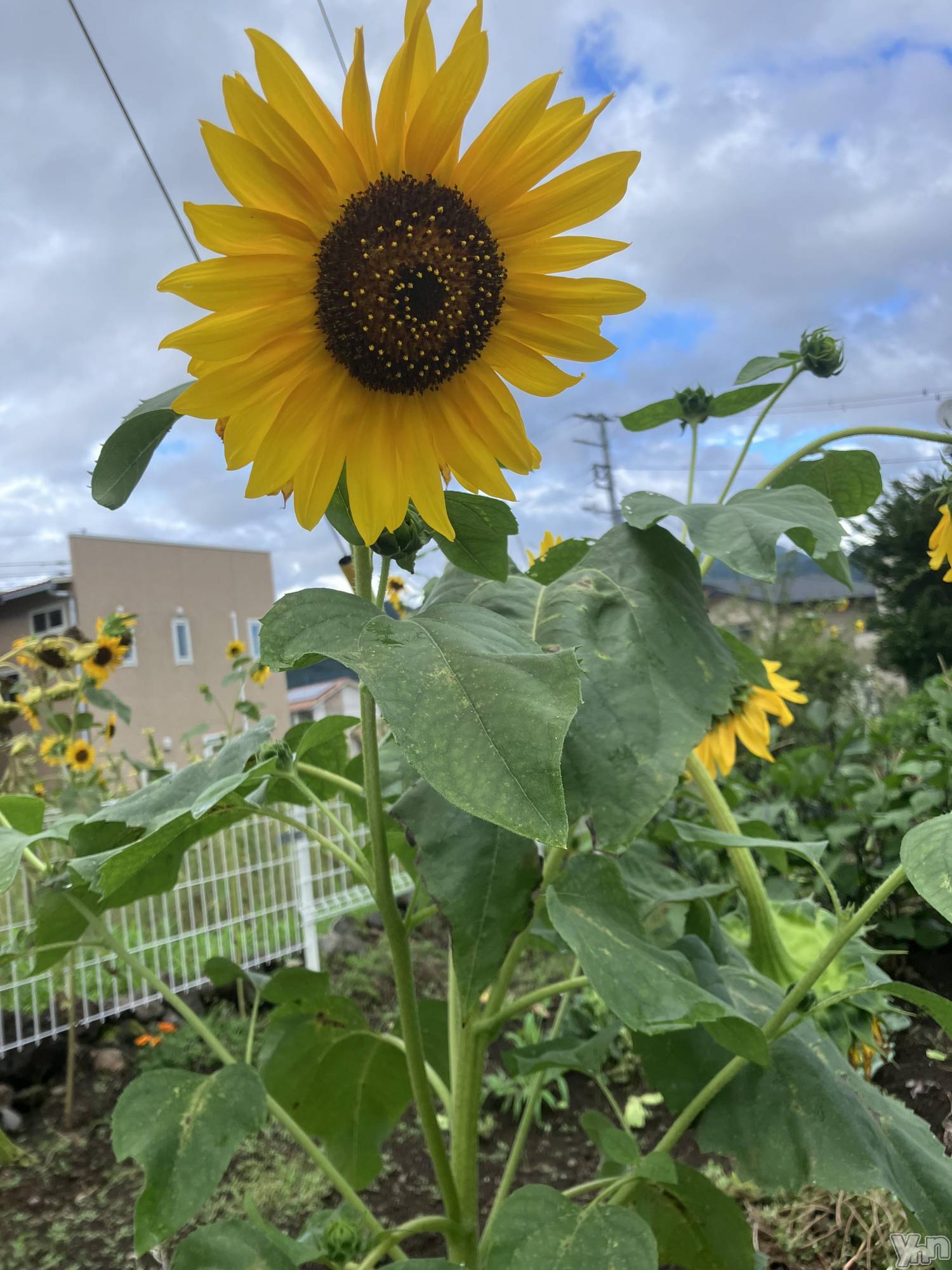 ���ܥ���Х��顦�����club RUDAN(����֥����) ��2023ǯ8��23���̥�֥����֡� ̗̀ 🌻  ̖́🌻  ̖́-🌻��🌻  ̖́-��