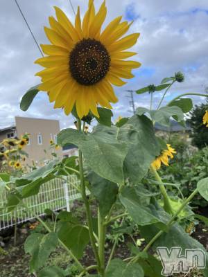 ���ܥ���Х��顦�����club RUDAN(����֥����) �椤��8��23���̥�֥����֡� ̗̀ 🌻  ̖́🌻  ̖́-🌻��🌻  ̖́-��