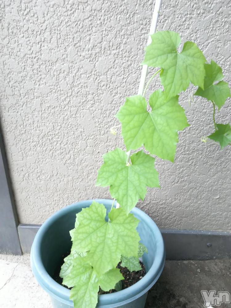 ���ܥ���Х��顦�����club RUDAN(����֥����) ������7��17���̥�֥����֥إ��ޡ�