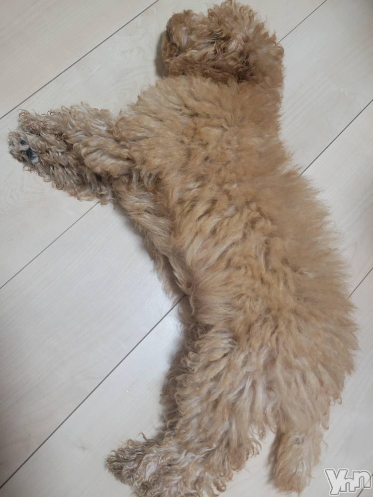 ���ܥ���Х��顦�����club RUDAN(����֥����) ������9��12���̥�֥����֥⥳�⥳��