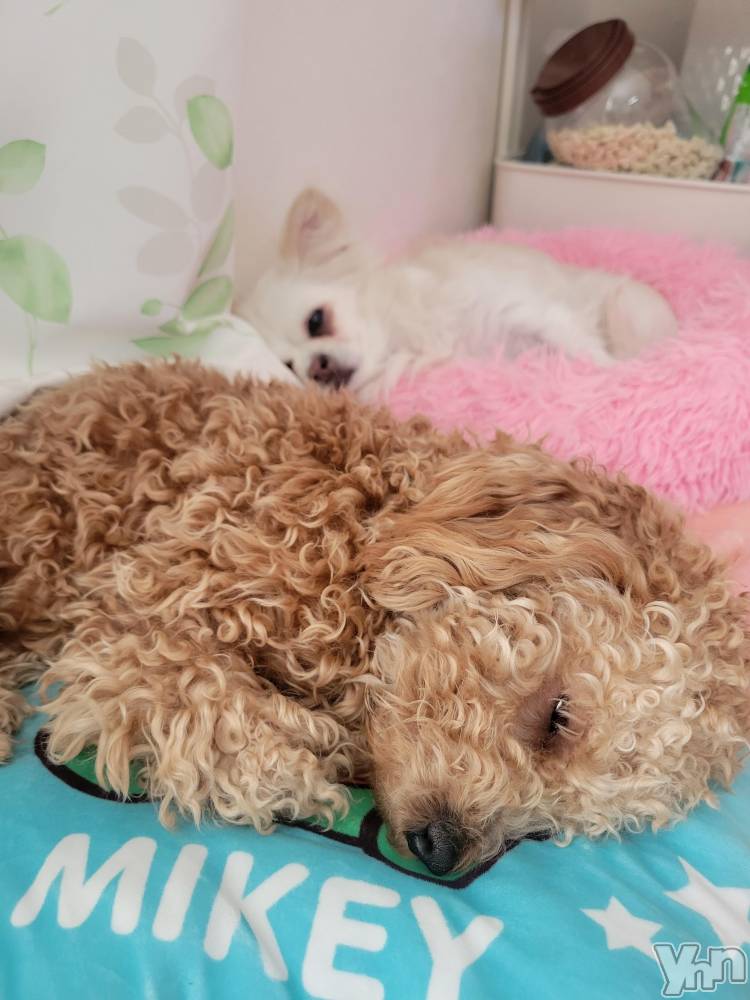 ���ܥ���Х��顦�����club RUDAN(����֥����) ������2��16���̥�֥����֤�󤳤���🐶��