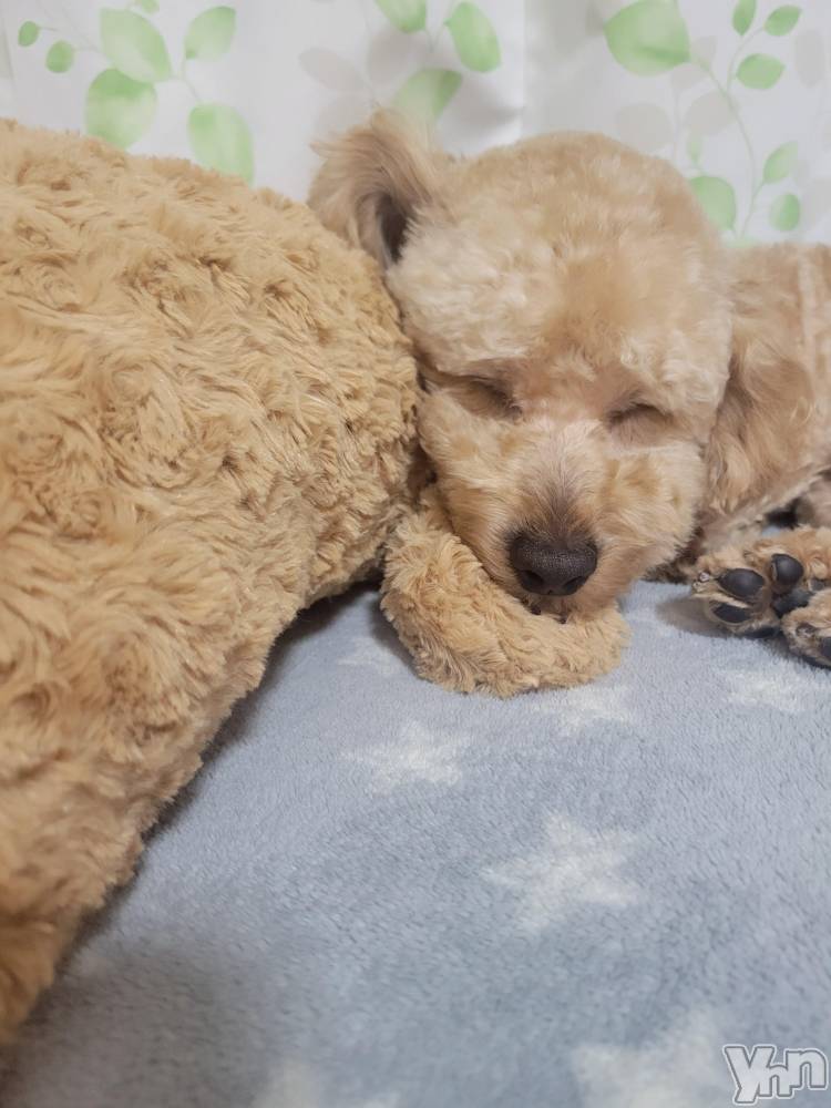 ���ܥ���Х��顦�����club RUDAN(����֥����) ������3��11���̥�֥����֤��뿲��