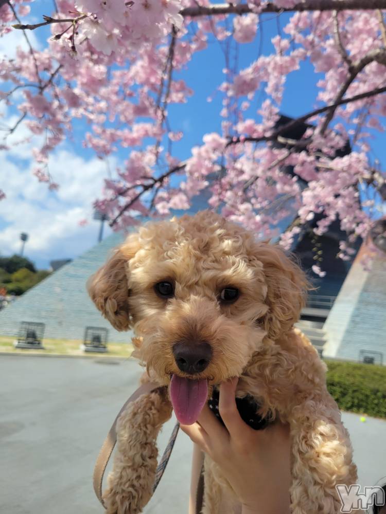 ���ܥ���Х��顦�����club RUDAN(����֥����) ������3��29���̥�֥����֤��ָ���