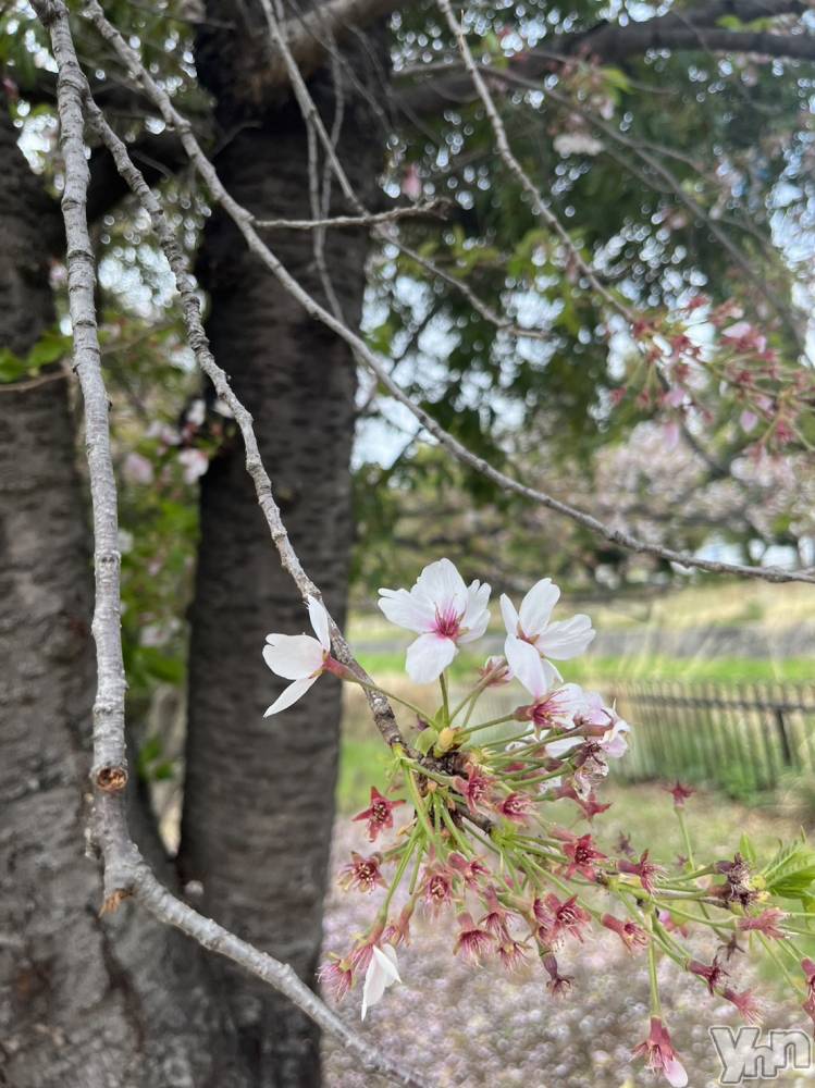 ���ܥ���Х��顦�����club RUDAN(����֥����) ������4��6���̥�֥����ֲ�ʴ��