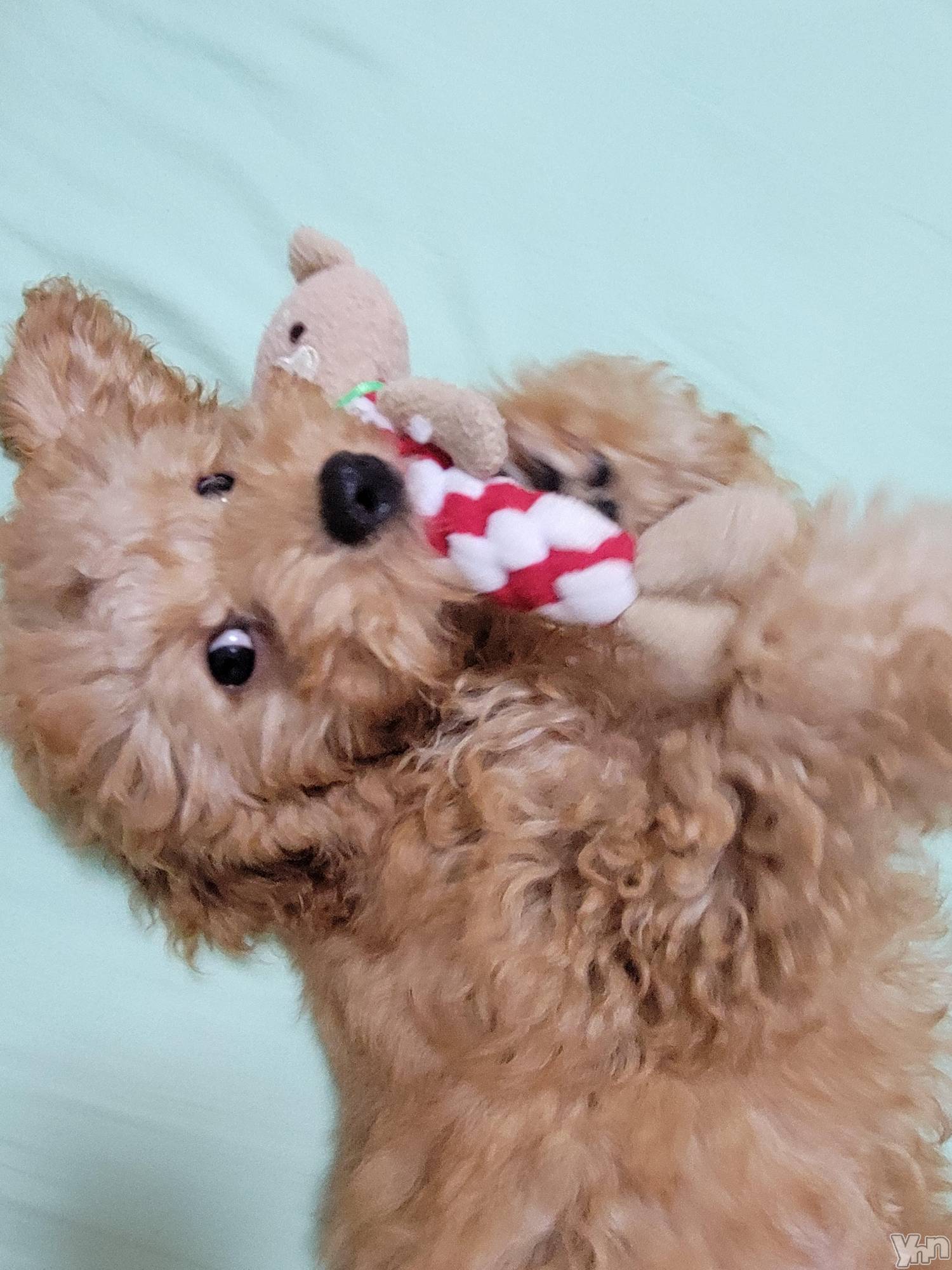 ���ܥ���Х��顦�����club RUDAN(����֥����) ��2022ǯ8��30���̥�֥����ֺ����Τ�󤳡�