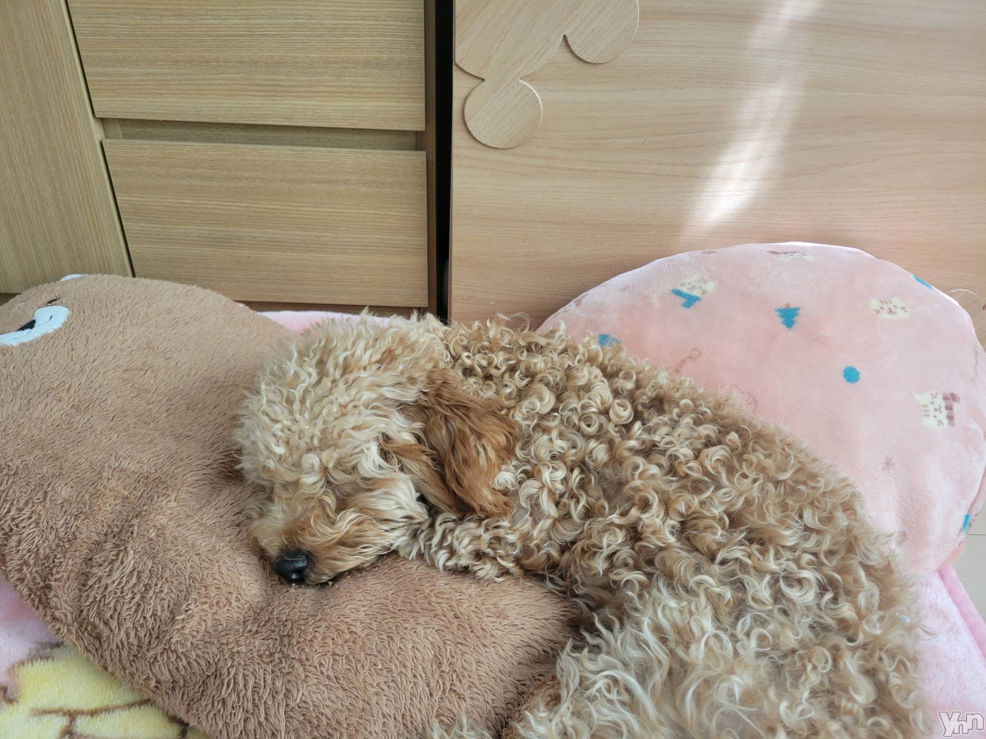 ���ܥ���Х��顦�����club RUDAN(����֥����) ��2022ǯ11��6���̥�֥����֤��뿲🐥��