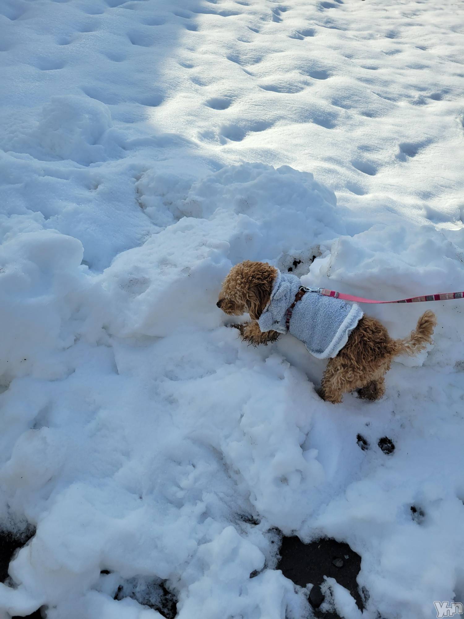 ���ܥ���Х��顦�����club RUDAN(����֥����) ��2023ǯ2��11���̥�֥������㤢���ӡ�