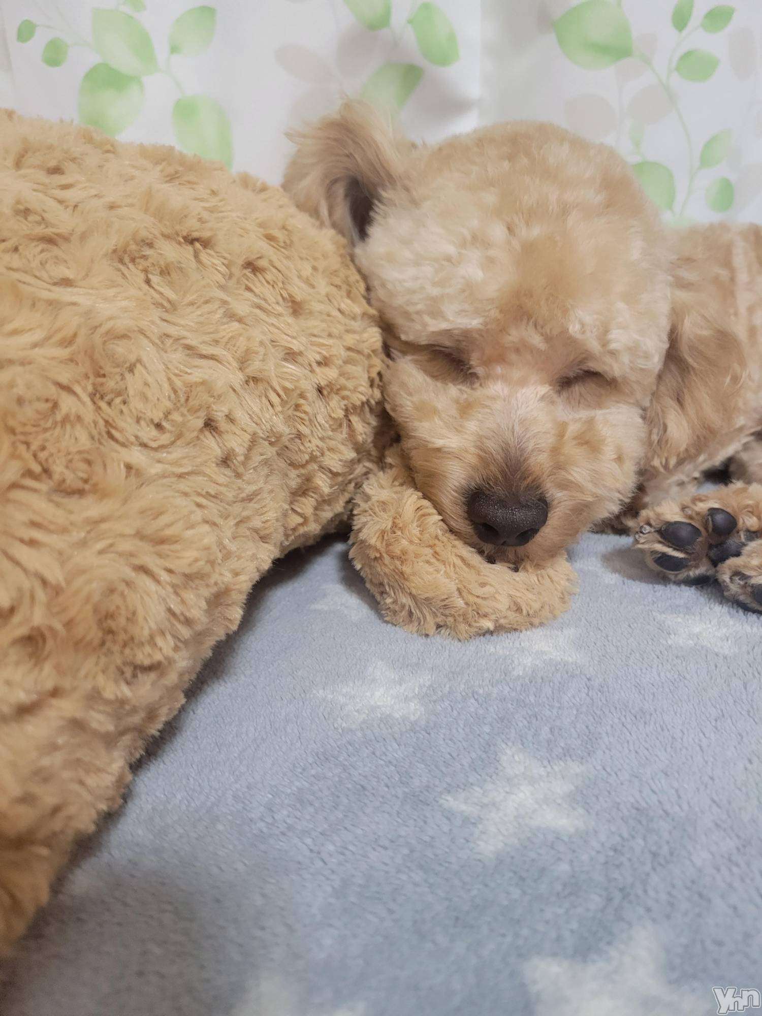 ���ܥ���Х��顦�����club RUDAN(����֥����) ��2023ǯ3��11���̥�֥����֤��뿲��