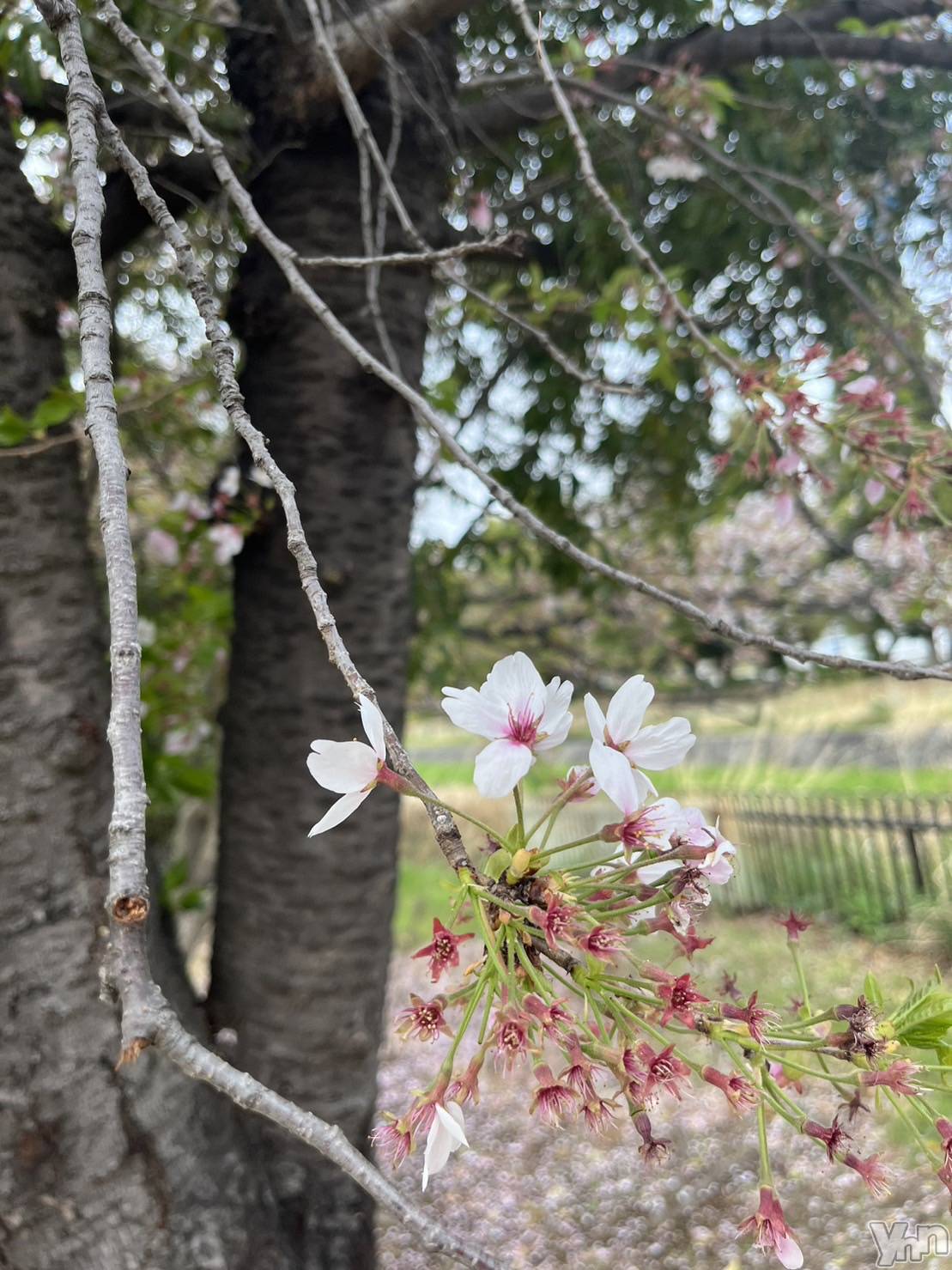 ���ܥ���Х��顦�����club RUDAN(����֥����) ��2023ǯ4��6���̥�֥����ֲ�ʴ��