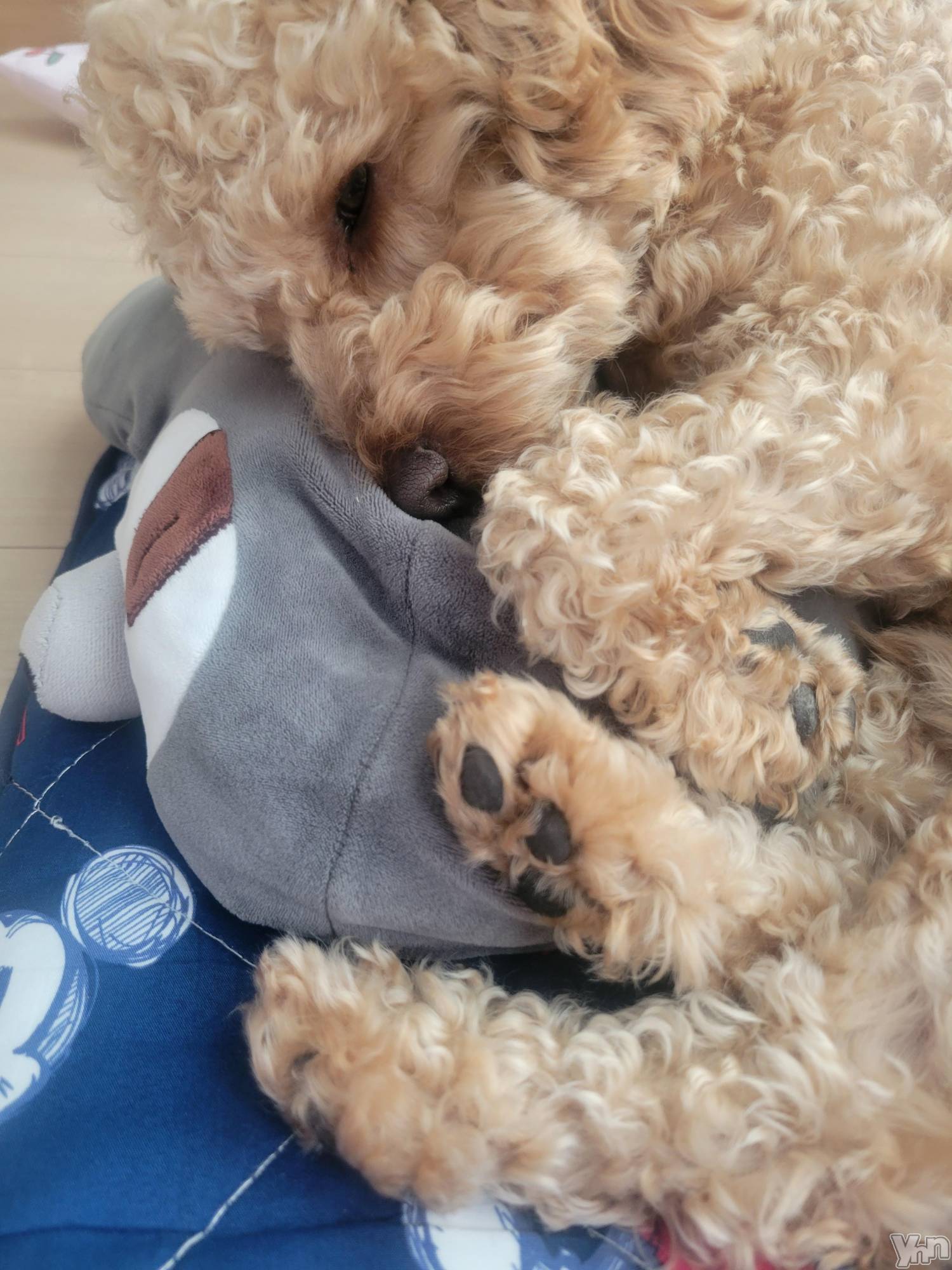 ���ܥ���Х��顦�����club RUDAN(����֥����) ��2023ǯ4��12���̥�֥����֤��뿲��