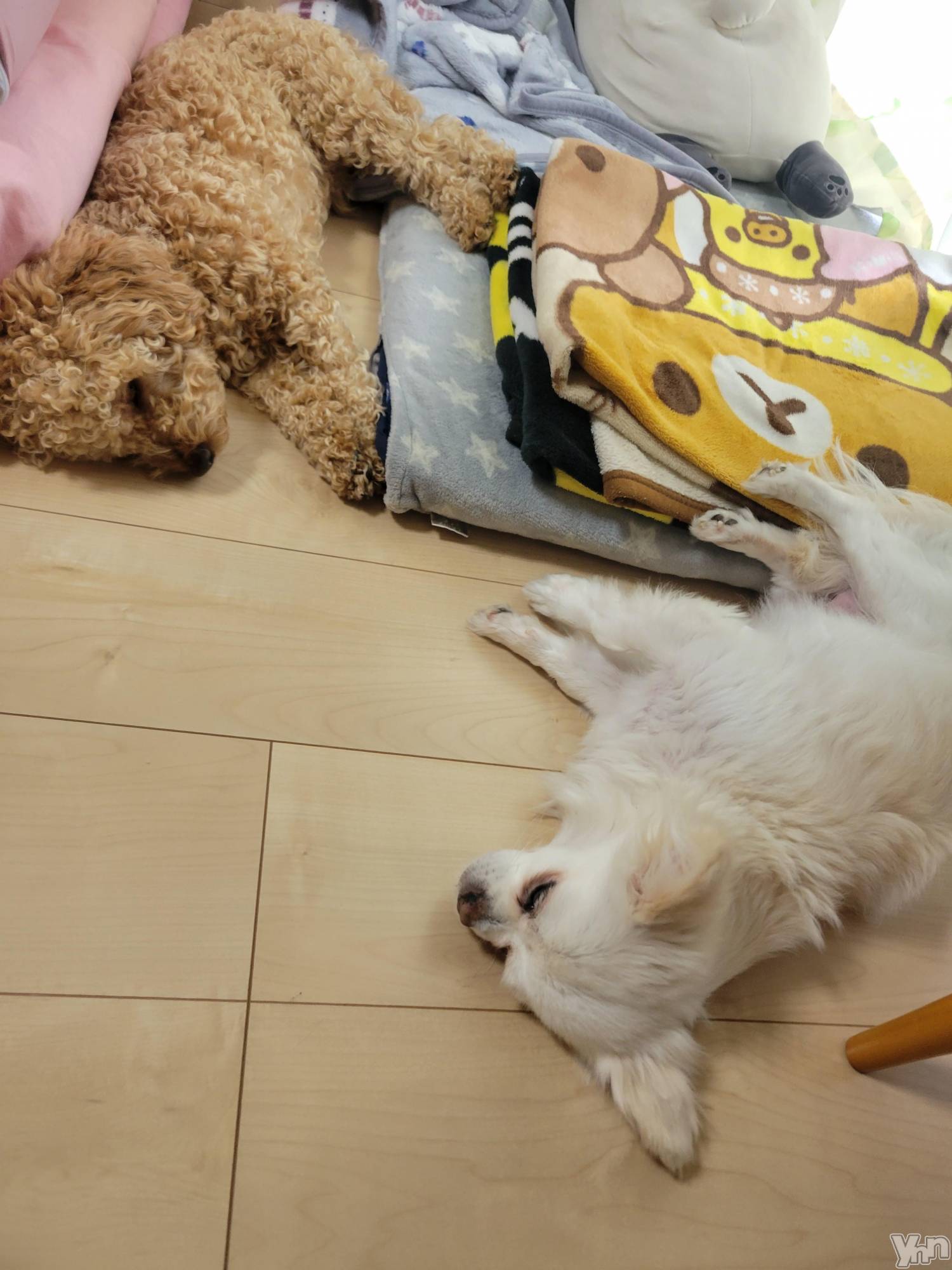 ���ܥ���Х��顦�����club RUDAN(����֥����) ��2023ǯ5��12���̥�֥����֤��뿲��