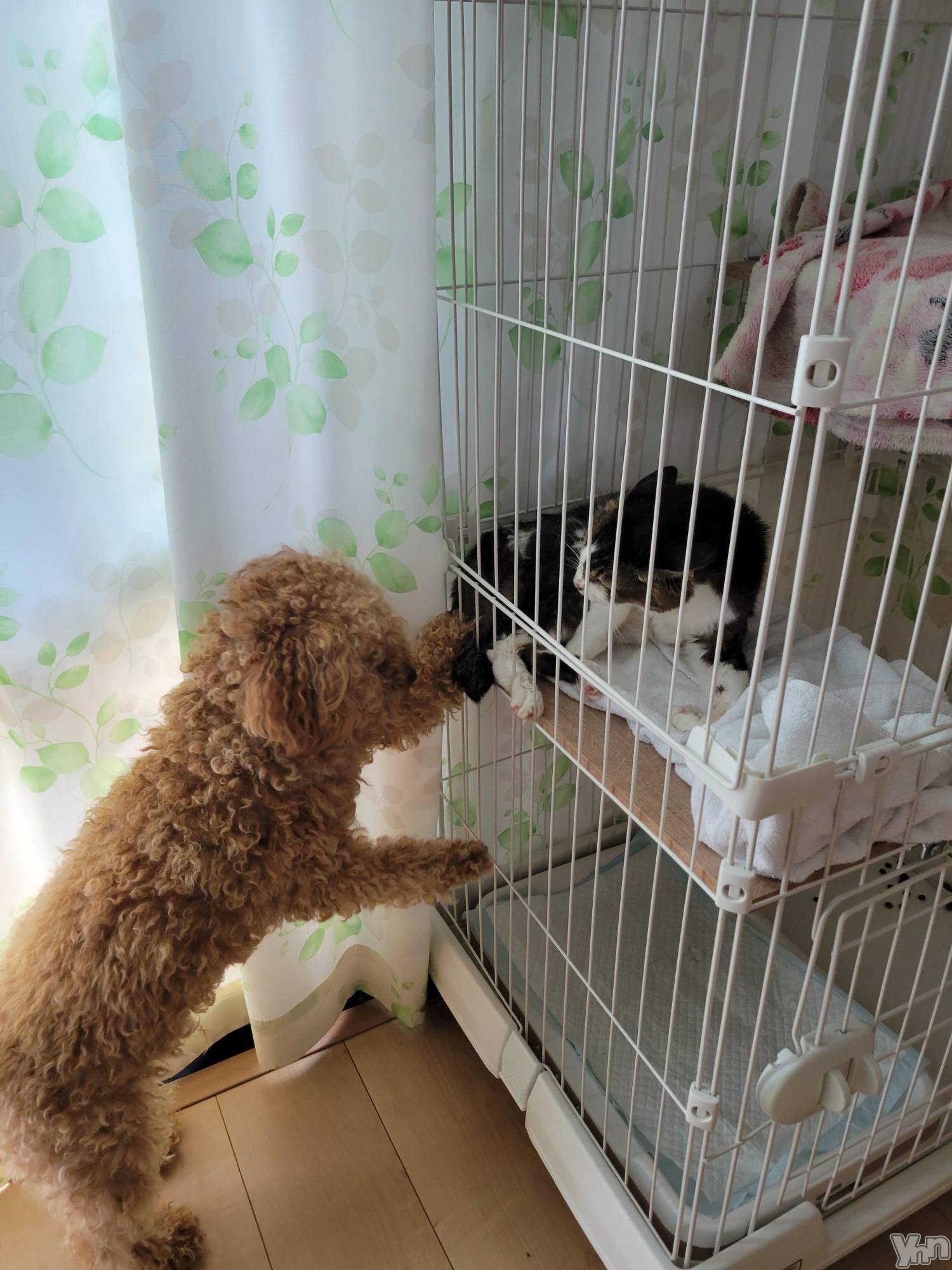 ���ܥ���Х��顦�����club RUDAN(����֥����) ��2023ǯ7��28���̥�֥����ֿ�����🐱��