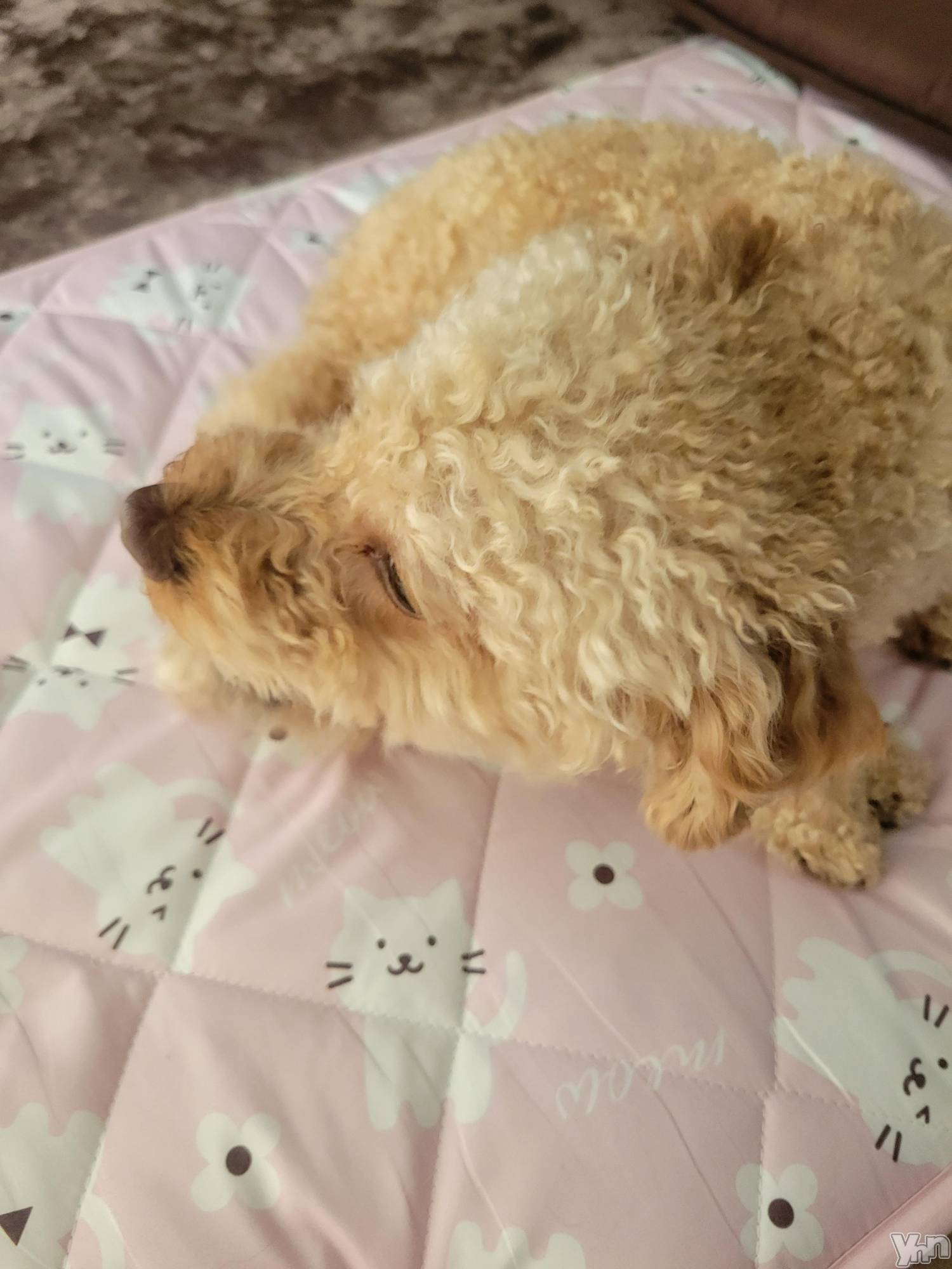 ���ܥ���Х��顦�����club RUDAN(����֥����) ��2023ǯ12��15���̥�֥����֤⤳�⤳����✩.*�����