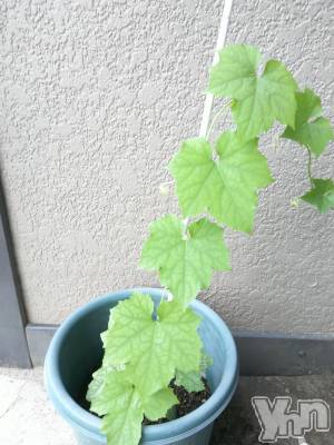 ���ܥ���Х��顦�����club RUDAN(����֥����) ������7��17���̥�֥����֥إ��ޡ�