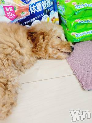 ���ܥ���Х��顦�����club RUDAN(����֥����) ������8��26���̥�֥����֥�ե��🐻��