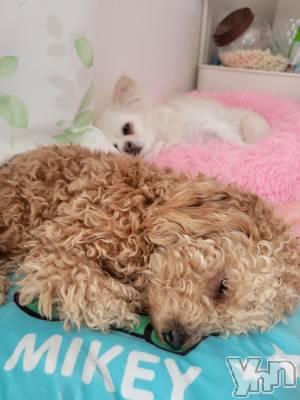 ���ܥ���Х��顦�����club RUDAN(����֥����) ������2��16���̥�֥����֤�󤳤���🐶��