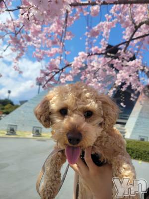 ���ܥ���Х��顦�����club RUDAN(����֥����) ������3��29���̥�֥����֤��ָ���